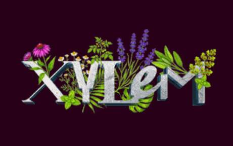 Xylem 